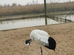 -盐城丹顶鹤湿地生态旅游区