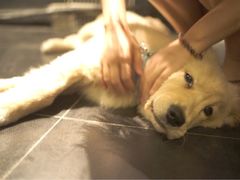 iphone_upload_pic-Strawberry Butterfly草莓蝴蝶日式水果挞