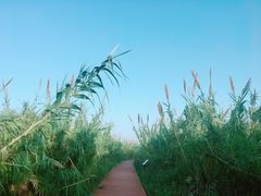 -漩门湾国家湿地公园