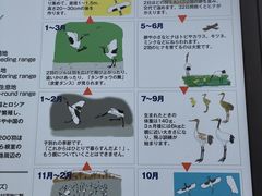 -钏路市丹顶鹤自然公园