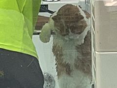 -唐小姐の猫狗洗护·购宠旗舰店(周浦万达店)