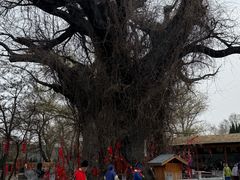 -大槐树寻根祭祖园