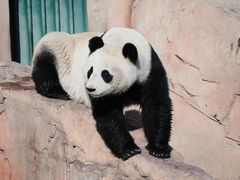 -盐城大丰港动物园
