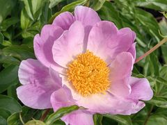 -黑龙江省森林植物园