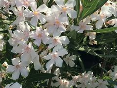 -圣母百花圣殿