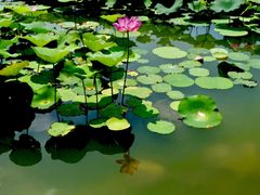 -大兴滨河森林公园