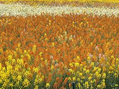 -中国天府农业博览园