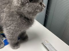 -伟伟宠物医院·CT影像中心·瑞派犬猫综合性门诊(汉口总院)