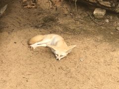 -深圳野生动物园
