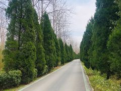 -合肥滨湖国家森林公园