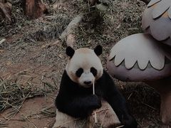 -广州长隆野生动物世界