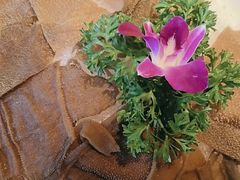 -盡膳口福跷脚牛肉火锅(北美新天地店)