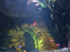 -上海海洋水族馆