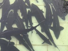 -天源渔港农庄