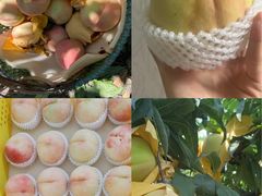 -老袁家蜜桃农场·阳山水蜜桃