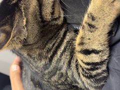 -派特宠物医院(圆融广场店)