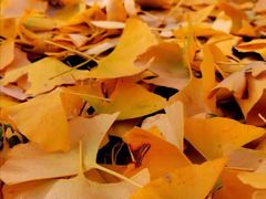 -遵化市禅林寺古银杏风景园