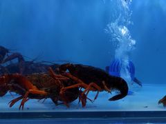 -虾弄弄海派小龙虾·牛羊蝎子火锅