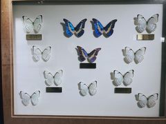 -上海昆虫博物馆