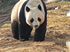 -石家庄市动物园