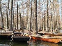 -渌洋湖湿地公园