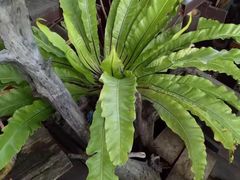 -自然餐厅(Phuket)
