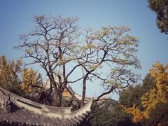 -龙华寺