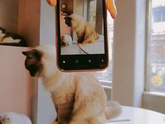 -猫儿山۰猫主题餐厅