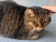 -伟伟宠物医院·瑞派猫友好医院·猫科(光谷店)