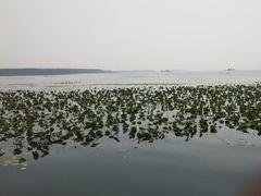 -微山湖红荷湿地景区