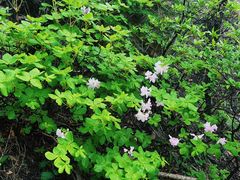 -大连天门山国家森林公园