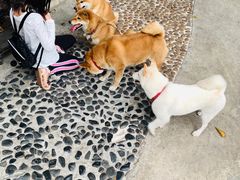 -柴犬高等学院·狗咖·柴犬售卖·宠物训练