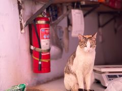 -大观篆新农贸市场