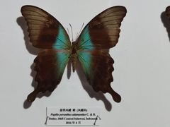 -吉林省自然博物馆