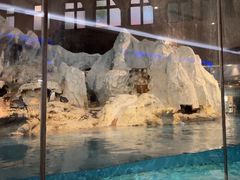 -帝企鹅自助餐厅•儿童岛•真企鹅(长隆企鹅酒店)