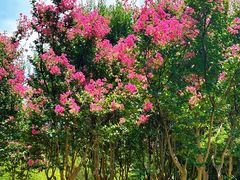 -白塘生态植物园