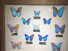 -上海昆虫博物馆