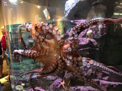 -西雅图水族馆