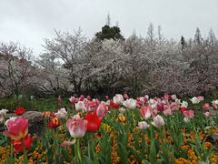 -苏州上方山国家森林公园