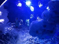 -上海海昌海洋公园