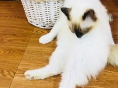 -李小姐の猫咖啡馆(五角场店)