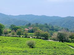 -雁南飞茶田景区