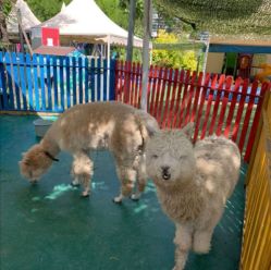 -萌宠亲子动物乐园(槐房万达店)