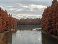 -上海海湾国家森林公园