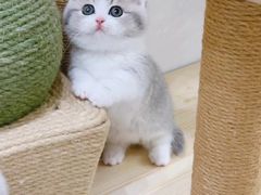 -Bastet sally猫舍购宠(静安店)