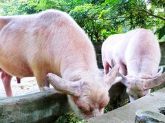 -海南热带野生动植物园