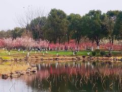 -上海海湾国家森林公园