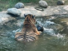 -北京野生动物园