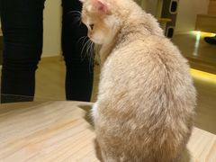 -猫腻·猫咖·撸猫馆(星光大道店)