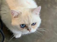 -喵屿·大理花园猫咖